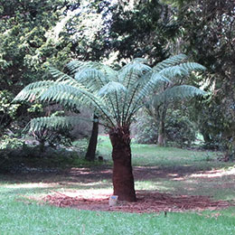 Dicksonia antartica